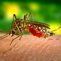Antiparasitic
